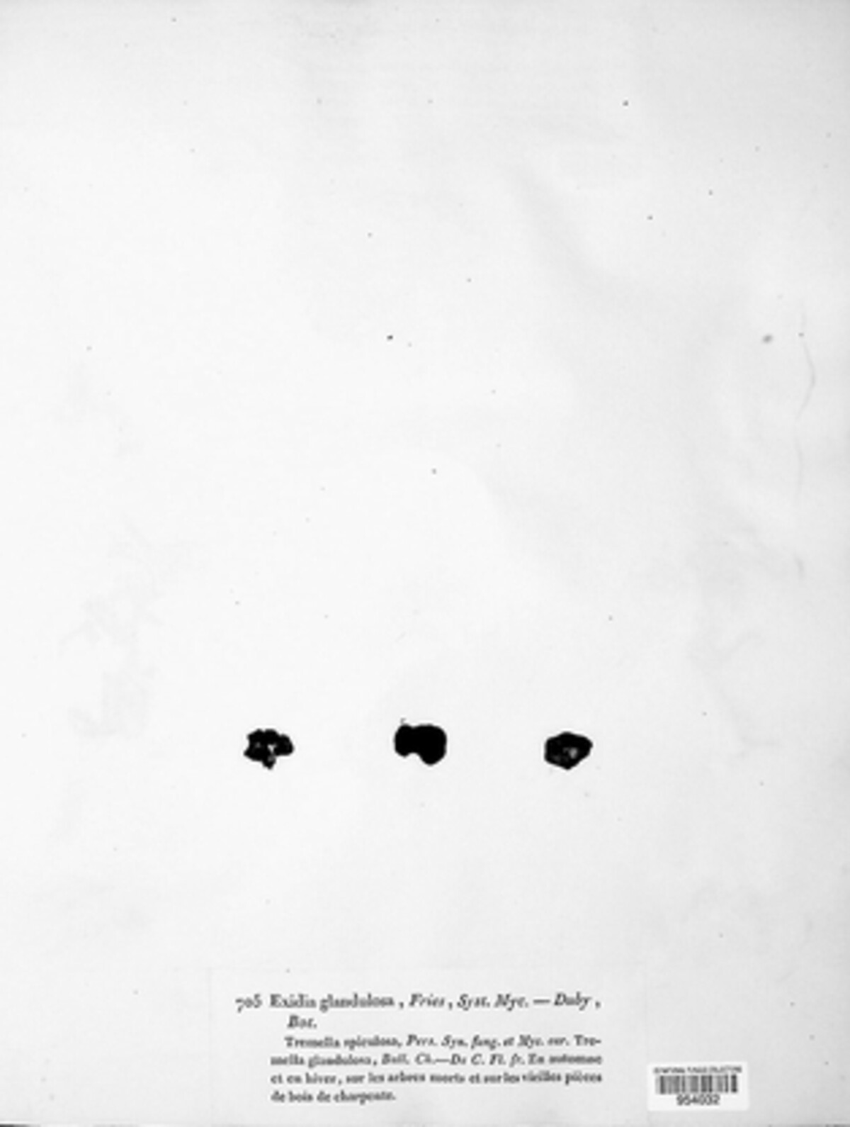 Exidia glandulosa image
